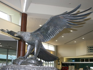 The magnificent wedge-tail eagle at Adelaide Terminal