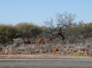 Roadside colour: dead scrub, grey grass and red ant hills.