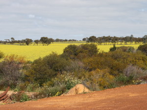 More canola, or rape for my English friends. I told you the sun shines upwards, didn't I?